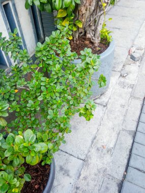 Evin önünde taze yeşil çit bitkileri var.