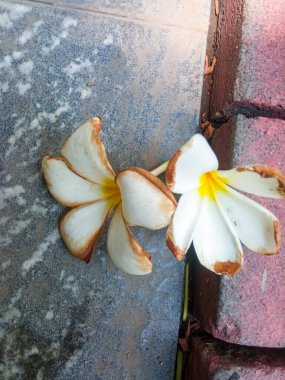 Frangipani, frangipani veya semboja, Plumeria familyasından bir bitki türü. Frangipani çiçekleri yere düşer