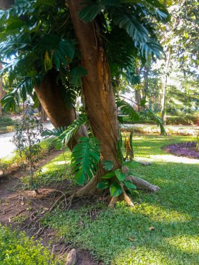 Ağaçlar ve yeşil bir parkta