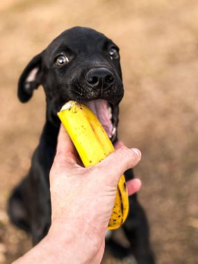 Bir köpek yavrusunu muz ile besleyen biri.