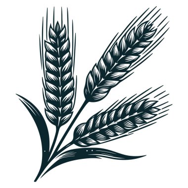 Hand drawn wheat ears vector