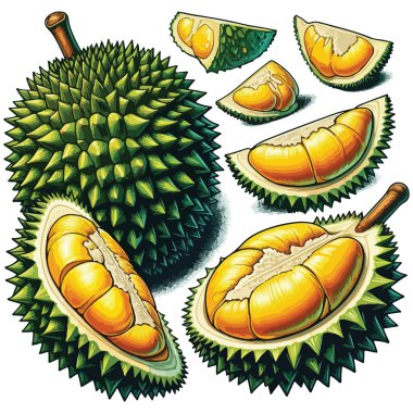 Set of vector illustrations, icons of a durian fruit clipart