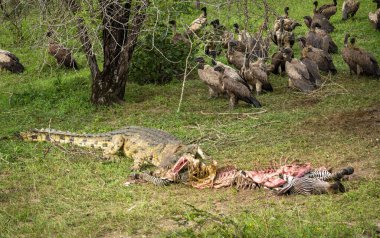 A Nile crocodile (Crocodylus niloticus) eats a dead zebra as white-backed vultures look on in Nyerere National Park (Selous Game Reserve) in southern Tanzania. clipart