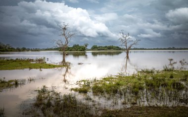 African openbill storks (anastomus lamelligerus) wait on dead trees over a flooded lake as they hunt in Nyerere National Park (Selous Game Reserve) in southern Tanzania. clipart