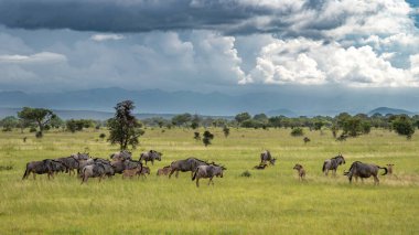Bir antilop sürüsü (connochaetes taurinus) gençleri ve bir çift güneyli hornbill (bucorvus lead beateri) ile Tanzanya Mikumi Ulusal Parkı 'nda.,