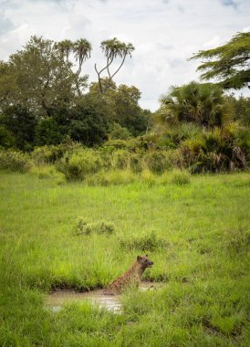 Güney Tanzanya 'daki Nyerere Ulusal Parkı' nda (Selous Game Reserve) bir su birikintisinde ölü bir impalanın leşini koruyan benekli bir sırtlan (crocuta crocuta crocuta).