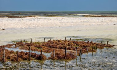 Jambiani, Zanzibar, Tanzanya 'da yetişen ekili yosun (Eucheuma denticulatum).