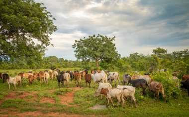 Büyük bir Maasai Zebu sürüsü (bos taurus indicus), Morzanya yakınlarındaki Maasai kabilesinden gelen insanlar tarafından saklanır..