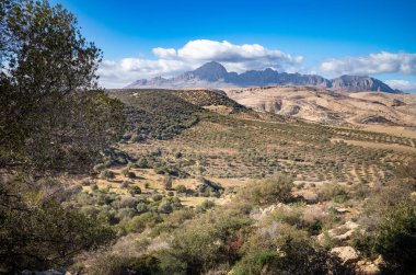 Looking west across olive groves towards Djebel Zaghouan National Park from the ruined hilltop Berber village called Zriba El Alia (Zriba Olia) in Tunisia clipart