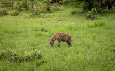 Benekli bir sırtlan (crocuta crocuta) güney Tanzanya 'daki Nyerere Ulusal Parkı' nda (Selous Game Reserve) ölü bir impala yer..