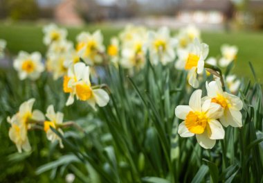 Güney İngiltere 'de bir halk parkında büyüyen sarı ve beyaz nergisler (Narcissus)