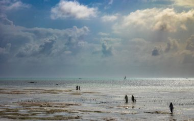 Kadınlar ve çocuklar şafak vakti deniz yosunu (Eucheuma denticulatum) yataklarını, Jambiani, Zanzibar, Tanzanya 'yı işlemek için çıkarlar..