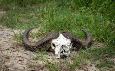 The skull and horns of a dead cape buffalo in Nyerere National Park (Selous Game Reserve) in southern Tanzania. clipart