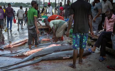 Fishermen cut fins off a number of Common Thresher Sharks (Alopias vulpinus) on the ground in Kivukoni Fish Market, Dar es Salaam, Tanzania. These shark are listed as 