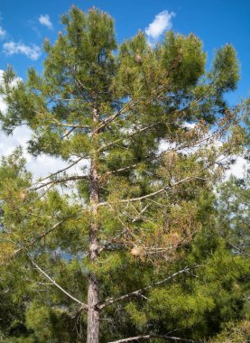 Nests in a pine tree in the Taurus Mountains near Alanya, Turkey, show the tell-tale signs of a Pine processionary moth infestation.  clipart