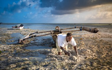 Bir balıkçı, Jambiani sahilinde, Zanzibar, Tanzanya 'da, yemeğinin yanında solucan arıyor.