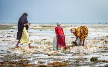 Kadınlar Jambiani sahilinde Jambiani, Jambiani, Zanzibar, Tanzanya 'da bir çuvala yosun (Eucheuma denticulatum) doldururlar..