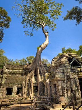 Kamboçya 'da Angkor Wat yakınlarındaki ünlü taşın tepesine kök salmış dev bir yağmur ormanı ağacı..