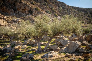 Tunus 'un Zriba El Alia (Zriba Olia) adlı harabe Berber köyündeki antik bir zeytinlik.