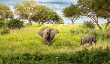 Tanzanya 'daki Mikumi Ulusal Parkı' nda dişi bir Afrika fili (Loxodonta africana) ve yavrusu beslenir. Bu fil nesli tükenme tehlikesi altında.