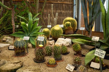 Fransa 'nın Grenoble kentindeki Jardin des Plantes de Grenoble veya Grenoble Botanik Bahçesi' nde çeşitli kaktüsler sergileniyor.