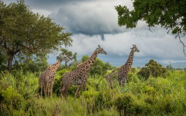 Three Masai giraffe (giraffa camelopardalis tippelskirchi) in Mikumi National Park in southern Tanzania. The Masai giraffe is listed as endangered. clipart