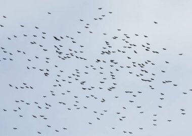 A large flock of African openbill storks (anastomus lamelligerus) fly over Mikumi National Park in southern Tanzania. clipart