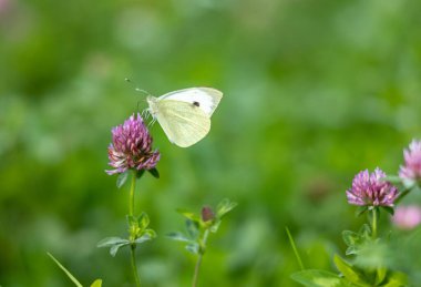 Güney Downs Ulusal Parkı, West Sussex, İngiltere 'deki bir kırmızı yonca (trifolium pratense) çiçeğinden elde edilen nektarla lahana beyazı bir kelebek (Pieris rapae) beslenir..