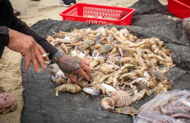 A Vietnamese fisherman man with a tattooed hand and holding a cigarette sorts through freshly caught crabs and prawns on My Khe beach, Son Tra,  Danang, Vietnam. clipart