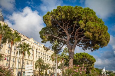Halep çamı (Pinus halepensis) Fransa 'nın Cannes kentindeki Carlton Oteli' nin dışındaki ağaçlar