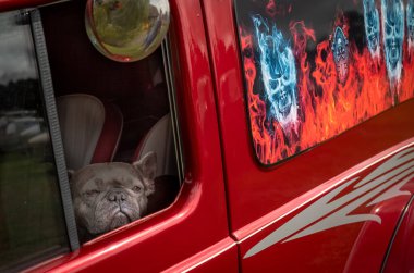 A pet dog looks out the window of a custom adapted vintage van at a classic car show in Storrington, West Sussex, UK. clipart