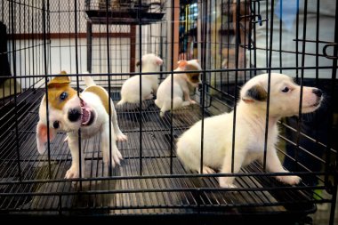 Chatuchak pazarında, Bangkok, Tayland 'da satılık bir kafeste köpek yavruları..