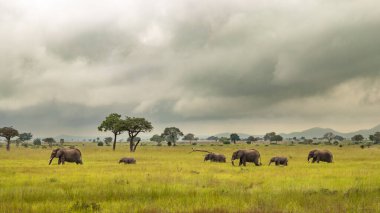 Afrika Savana Filleri (Loxodonta africana) familyasından bir grup Tanzanya 'daki Mikumi Ulusal Parkı' nda yürüyor. Bu fil nesli tükenme tehlikesi altında.