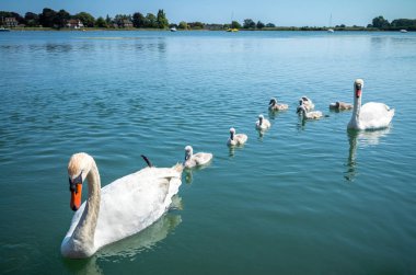 Batı Sussex, İngiltere 'deki Bosham' da Chichester Limanı 'nda sekiz cygnetli bir erkek ve dişi kuğu (Cygnus)..