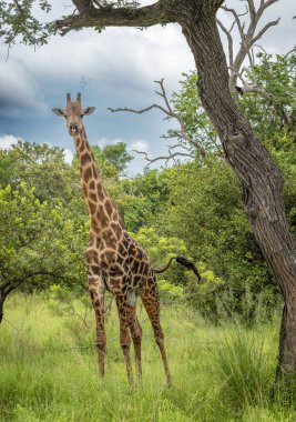 Güney Tanzanya 'daki Nyerere Ulusal Parkı' nda (Selous Game Reserve) bir akasya ağacının yanında bir erkek Masai zürafası. Masai zürafası IUCN tarafından tehlike altında olarak listelendi..