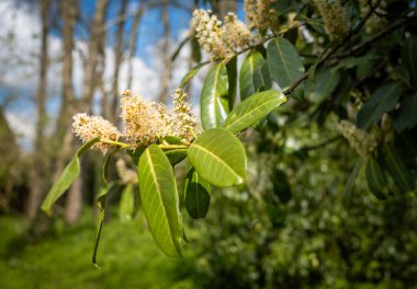 Laurel (Prunus laurocerasus) branches with white and yellow flowers growing on their stems in a public park at springtime in southern England. clipart