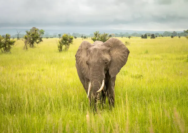 Tanzanya 'daki Mikumi Ulusal Parkı' nda dişi bir Afrika fili (Loxodonta africana). Bu fil nesli tükenme tehlikesi altında.