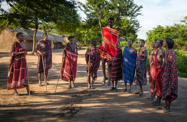 stock image A group of Maasai warriors sing and perform the traditional jumping dance in their village in Mikumi, Tanzania