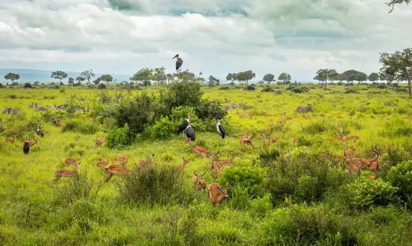 stock image Large herd of impala together with plains zebra and marabou storks in Mikumi National Park, Tanzania.