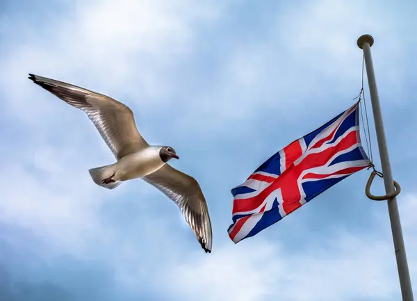stock image A black-headed gull glides by a Union Flag on the beach at Hayling Island, Hampshire, England, UK.
