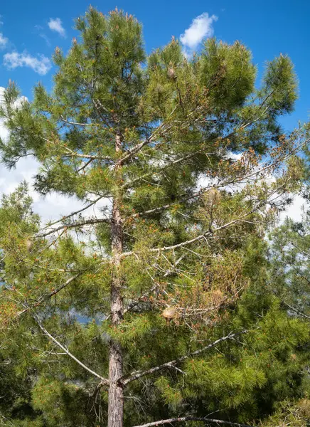 stock image Nests in a pine tree in the Taurus Mountains near Alanya, Turkey, show the tell-tale signs of a Pine processionary moth infestation. 