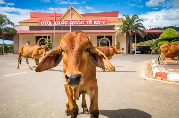stock image Cattle cross in front of the building housing the Vietnam-Laos international border gate at Bo Y, Ngoc Hoi district, Kontum Province, in the Central Highlands of Vietnam