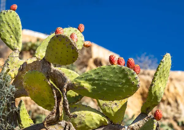 Dikenli armut kaktüsü (Opuntia ficus-indica), veya Takrouna, Tunus 'ta yetişen Barbary inciri..