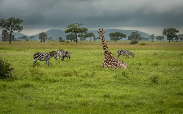 Güney Tanzanya 'daki Mikumi Ulusal Parkı' nda bir Masai zürafası ve bir grup zebra. Masai zürafası nesli tükenmekte olan kişiler listesinde..