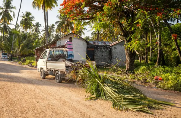 stock image A man in a small truck transporting a palm tree to be replanted, Jambiani, Zanzibar, Tanzania