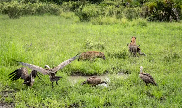 stock image Two hyenas protect the carcass of a dead impala as white-backed vultures gather in Nyerere National Park (Selous Game Reserve) in southern Tanzania.