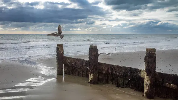 stock image A seagull takes off from the end of a wooden groyne on Bognor Regis beach, West Sussex, UK