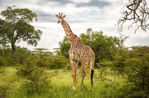 stock image A female Masai giraffe and impala in Nyerere National Park (Selous Game Reserve) in southern Tanzania. The Masai giraffe is listed as endangered by the IUCN.