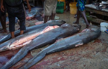 Yüzgeçleri Kivukoni Balık Pazarı, Dar es Salaam, Tanzanya 'da kesilmiş bir takım yaygın köpekbalıkları (Alopias vulpinus) yerde. Bu köpekbalıkları IUCN tarafından 