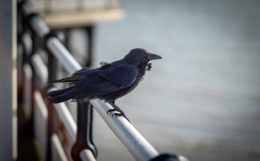 Bir Carrion Crow (Corvus corone), İngiltere 'nin Batı Sussex kentinde Worthing Pier' da çelik bir raya tünemektedir..